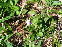 Mazus fauriei
