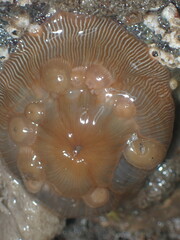 Epiactis prolifera