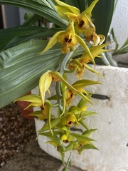 Catasetum osculatum