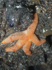 Henricia
