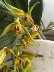 Catasetum osculatum