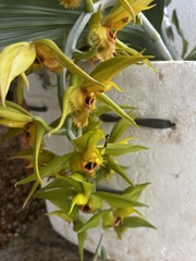 Catasetum osculatum
