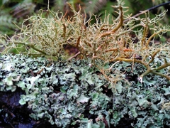 Usnea rubicunda