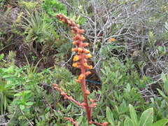 Dyckia encholirioides