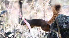 Sciurus nayaritensis