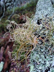 Usnea rubicunda