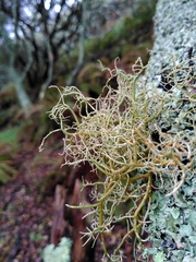 Usnea rubicunda