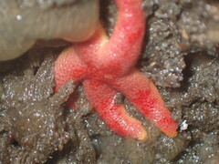 Henricia