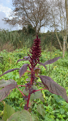 Amaranthus cruentus