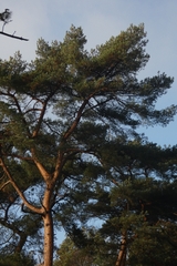 Pinus sylvestris