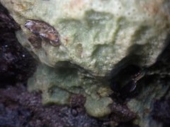 Halichondria panicea