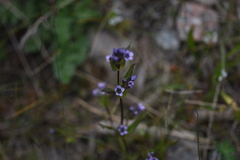 Gentianella turkestanorum