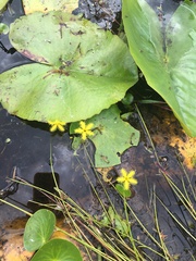 Nymphoides thunbergiana