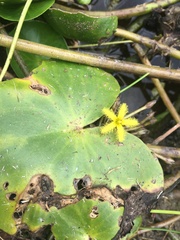 Nymphoides thunbergiana