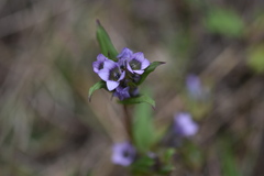 Gentianella turkestanorum