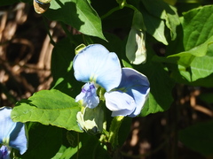 Psophocarpus tetragonolobus