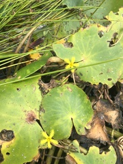 Nymphoides thunbergiana