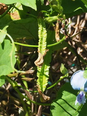 Psophocarpus tetragonolobus