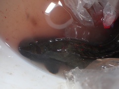 Cebidichthys violaceus