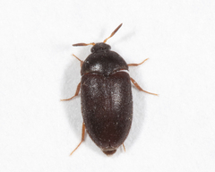 Attagenus unicolor