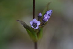 Gentianella turkestanorum