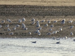 Chroicocephalus ridibundus