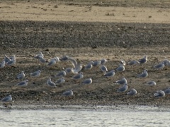 Chroicocephalus ridibundus