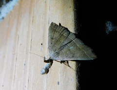 Pechipogo plumigeralis