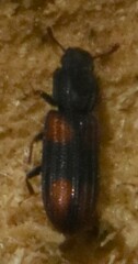 Bitoma crenata
