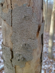 Cryptococcus fagisuga