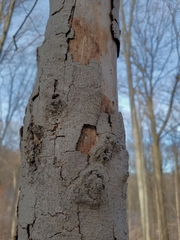 Cryptococcus fagisuga