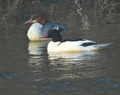 Mergus merganser