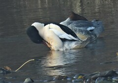 Mergus merganser