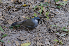 Pterorhinus chinensis