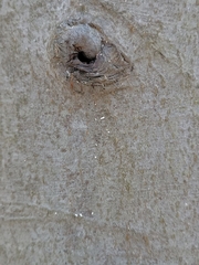 Cryptococcus fagisuga