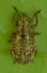 Strophosoma capitatum