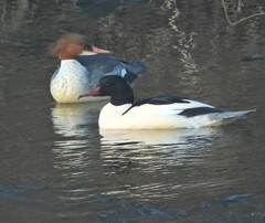 Mergus merganser