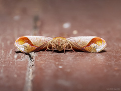 Fascellina clausaria