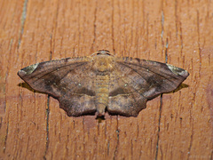 Mesaster albidiscata