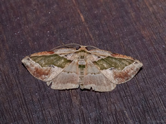 Celenna callopistes