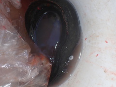 Cebidichthys violaceus