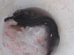 Cebidichthys violaceus