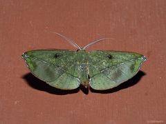 Omiza