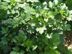 Artemisia lactiflora