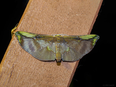 Omiza lycoraria