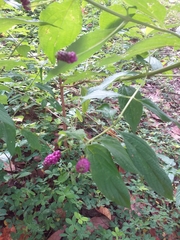 Lantana trifolia