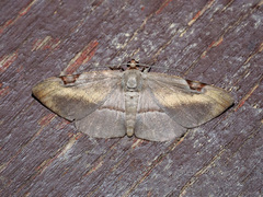 Hypochrosini