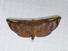 Omiza lycoraria
