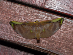 Omiza lycoraria