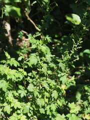 Artemisia lactiflora